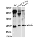 Western Blot - Anti-AFMID Antibody (A14441) - Antibodies.com