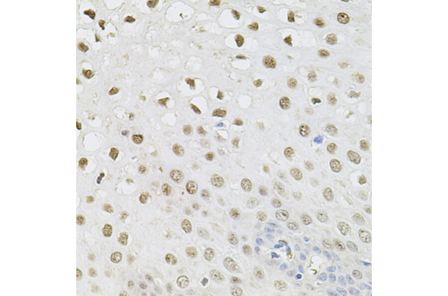 Immunohistochemistry - Anti-SET/TAF-I Antibody (A89319) - Antibodies.com