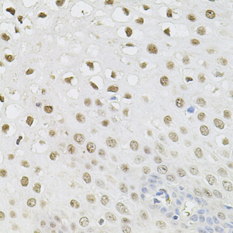 Immunohistochemistry - Anti-SET/TAF-I Antibody (A89319) - Antibodies.com
