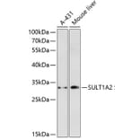 Western Blot - Anti-SULT1A2 Antibody (A89322) - Antibodies.com