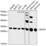 Western Blot - Anti-DECR1 Antibody (A89323) - Antibodies.com