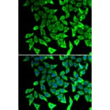 Immunofluorescence - Anti-PTGES2/Gbf1 Antibody (A89324) - Antibodies.com