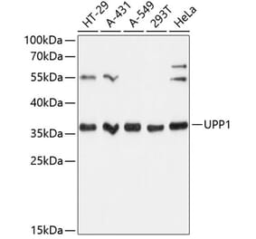 Western Blot - Anti-Uridine Phosphorylase 1 Antibody (A89325) - Antibodies.com