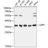 Western Blot - Anti-Uridine Phosphorylase 1 Antibody (A89325) - Antibodies.com