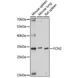 Western Blot - Anti-Ficolin 2 Antibody (A89326) - Antibodies.com