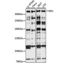 Western Blot - Anti-Rif1 Antibody (A89327) - Antibodies.com