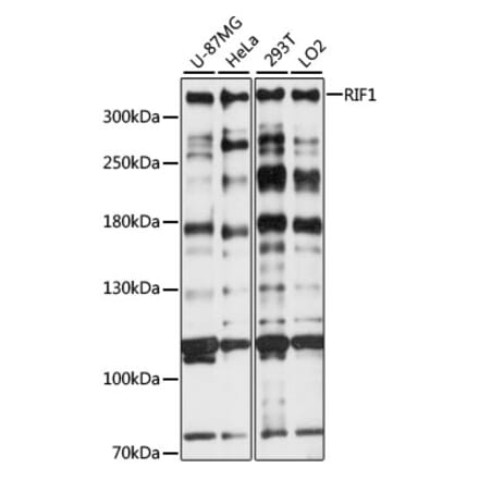 Western Blot - Anti-Rif1 Antibody (A89327) - Antibodies.com