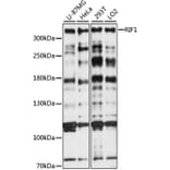 Western Blot - Anti-Rif1 Antibody (A89327) - Antibodies.com