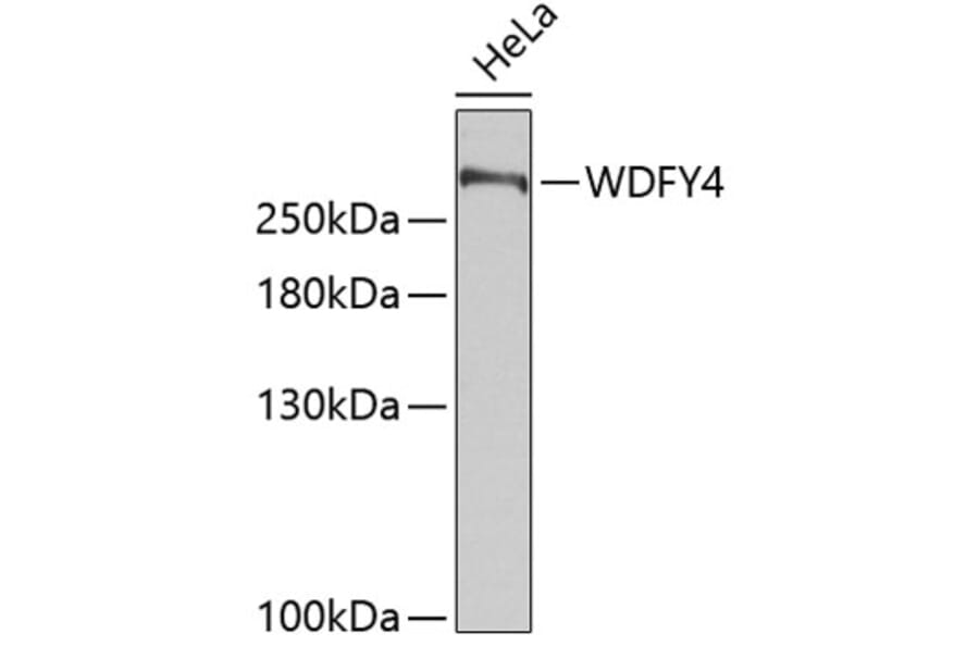 Western Blot - Anti-WDFY4 Antibody (A89329) - Antibodies.com