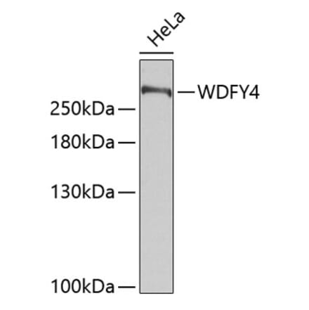 Western Blot - Anti-WDFY4 Antibody (A89329) - Antibodies.com