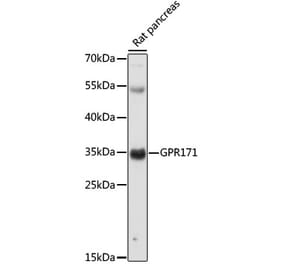 Western Blot - Anti-GPR171 Antibody (A89332) - Antibodies.com