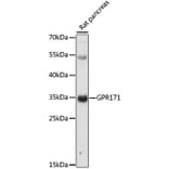 Western Blot - Anti-GPR171 Antibody (A89332) - Antibodies.com