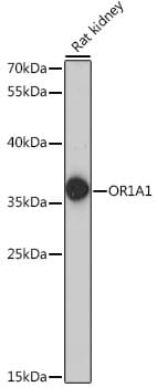 Western blot analysis of extracts of rat kidney, using Anti-OR1A1 Antibody (A16453) at 1:1,000 dilution.
Secondary antibody: Goat Anti-Rabbit IgG (H+L) (HRP) (AS014) at 1:10,000 dilution.
Lysates / proteins: 25µg per lane.
Blocking buffer: 3% non-fat dry milk in TBST.
Detection: ECL Basic Kit (RM00020).
Exposure time: 60s.