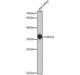Western Blot - Anti-OR1A1 Antibody (A89336) - Antibodies.com