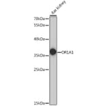 Western Blot - Anti-OR1A1 Antibody (A89336) - Antibodies.com