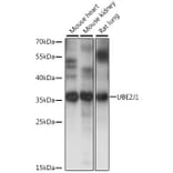 Western Blot - Anti-UBE2J1 Antibody (A89338) - Antibodies.com
