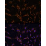 Immunofluorescence - Anti-UBE2J1 Antibody (A89338) - Antibodies.com