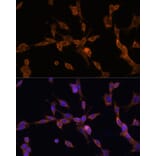 Immunofluorescence - Anti-UBE2J1 Antibody (A89338) - Antibodies.com