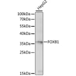 Western Blot - Anti-FOXB1 Antibody (A89340) - Antibodies.com