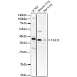 Western Blot - Anti-CAB39/MO25 Antibody (A89341) - Antibodies.com