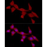 Immunofluorescence - Anti-CAB39/MO25 Antibody (A89341) - Antibodies.com