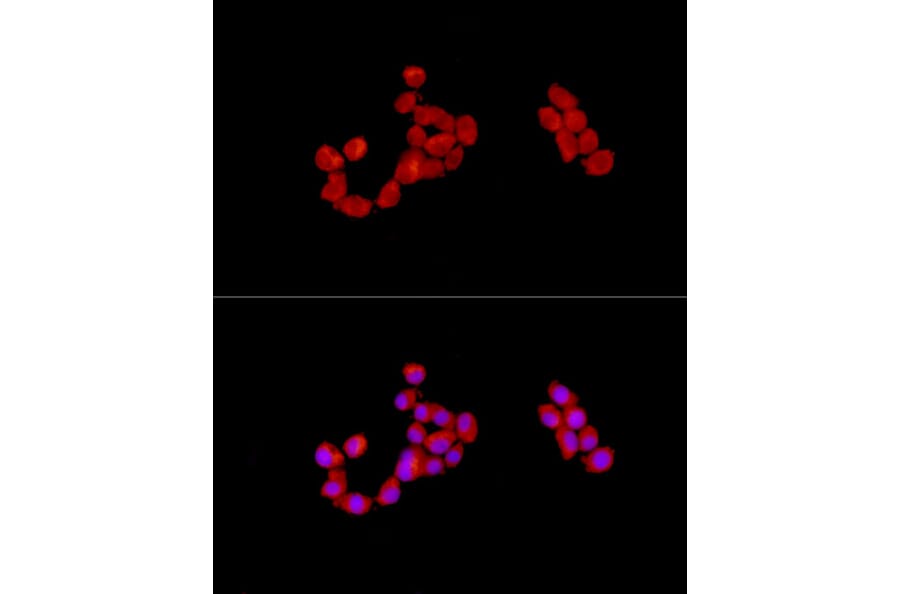 Immunofluorescence - Anti-CAB39/MO25 Antibody (A89341) - Antibodies.com