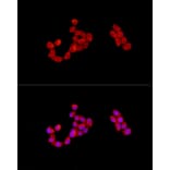 Immunofluorescence - Anti-CAB39/MO25 Antibody (A89341) - Antibodies.com