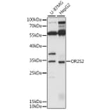 Western Blot - Anti-OR2S2 Antibody (A89342) - Antibodies.com