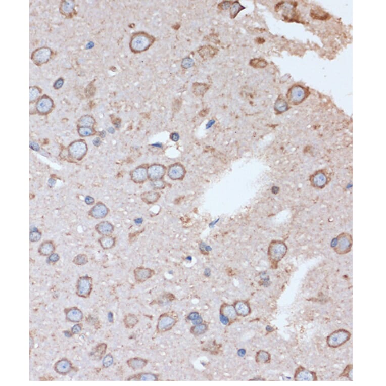 Immunohistochemistry - Anti-OR2S2 Antibody (A89342) - Antibodies.com