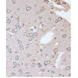 Immunohistochemistry - Anti-OR2S2 Antibody (A89342) - Antibodies.com