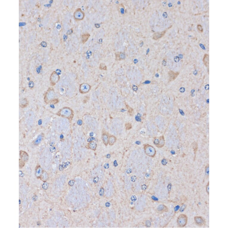 Immunohistochemistry - Anti-OR2S2 Antibody (A89342) - Antibodies.com