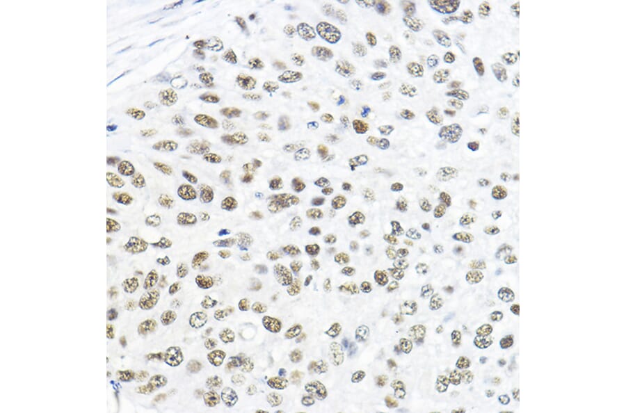 Immunohistochemistry - Anti-TFIIB Antibody (A89343) - Antibodies.com