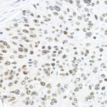 Immunohistochemistry - Anti-TFIIB Antibody (A89343) - Antibodies.com