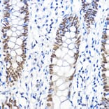 Immunohistochemistry - Anti-TFIIB Antibody (A89343) - Antibodies.com