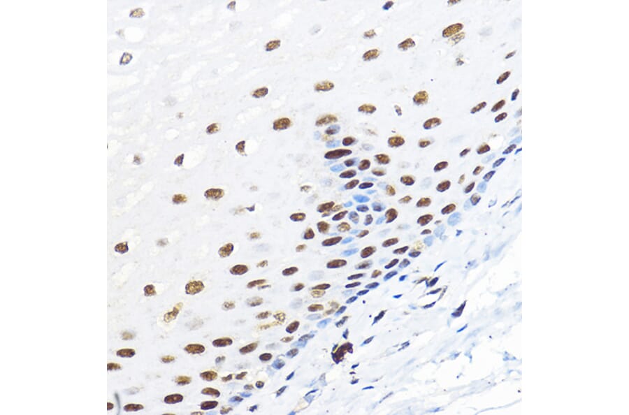 Immunohistochemistry - Anti-TFIIB Antibody (A89343) - Antibodies.com