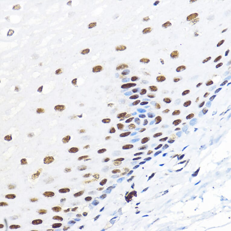 Immunohistochemistry - Anti-TFIIB Antibody (A89343) - Antibodies.com