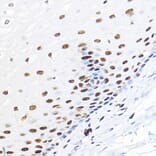 Immunohistochemistry - Anti-TFIIB Antibody (A89343) - Antibodies.com