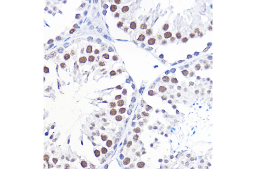 Immunohistochemistry - Anti-TFIIB Antibody (A89343) - Antibodies.com