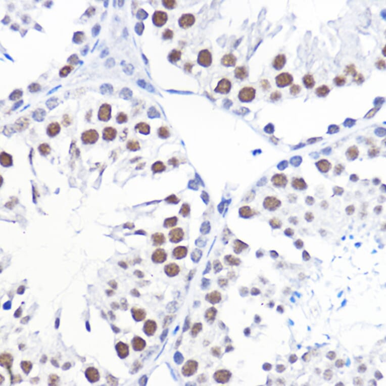 Immunohistochemistry - Anti-TFIIB Antibody (A89343) - Antibodies.com