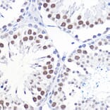 Immunohistochemistry - Anti-TFIIB Antibody (A89343) - Antibodies.com