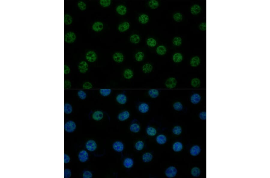 Immunofluorescence - Anti-TFIIB Antibody (A89343) - Antibodies.com
