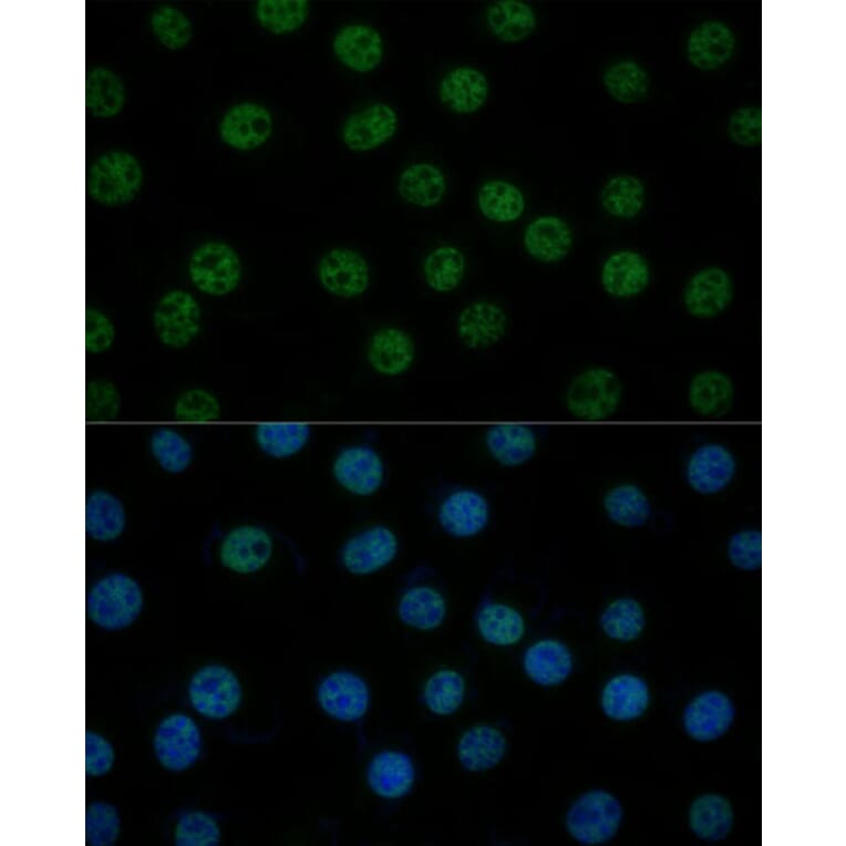 Immunofluorescence - Anti-TFIIB Antibody (A89343) - Antibodies.com