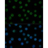 Immunofluorescence - Anti-TFIIB Antibody (A89343) - Antibodies.com