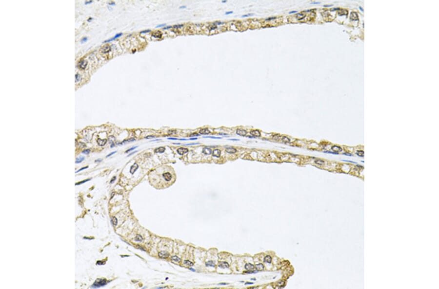 Immunohistochemistry - Anti-CDK1 Antibody (A2861) - Antibodies.com