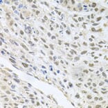 Immunohistochemistry - Anti-CDK1 Antibody (A2861) - Antibodies.com