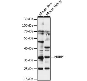 Western Blot - Anti-NUBP1 Antibody (A89349) - Antibodies.com