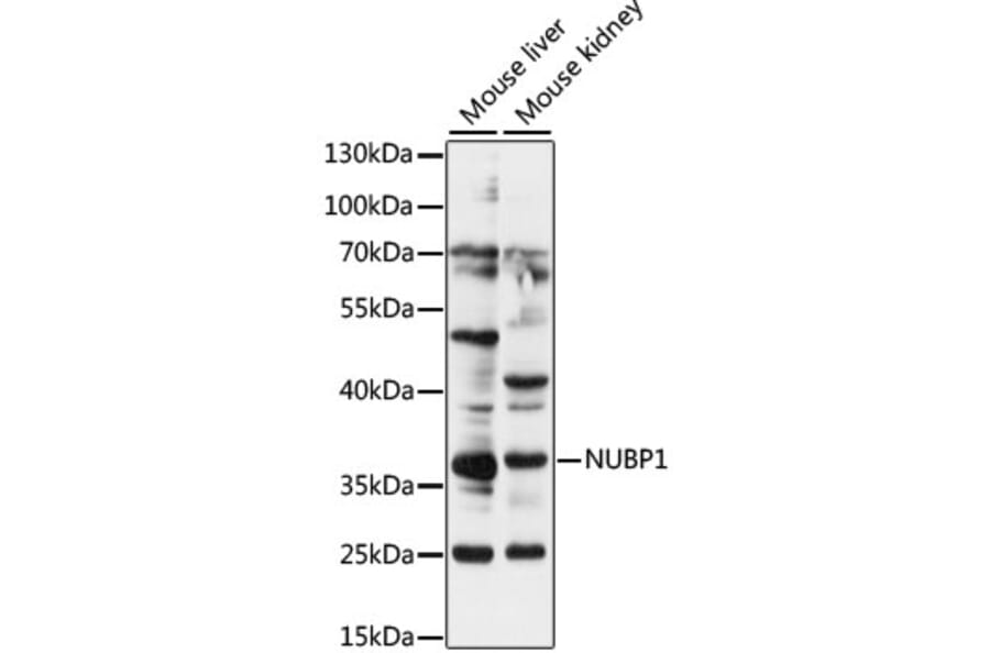 Western Blot - Anti-NUBP1 Antibody (A89349) - Antibodies.com