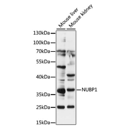Western Blot - Anti-NUBP1 Antibody (A89349) - Antibodies.com