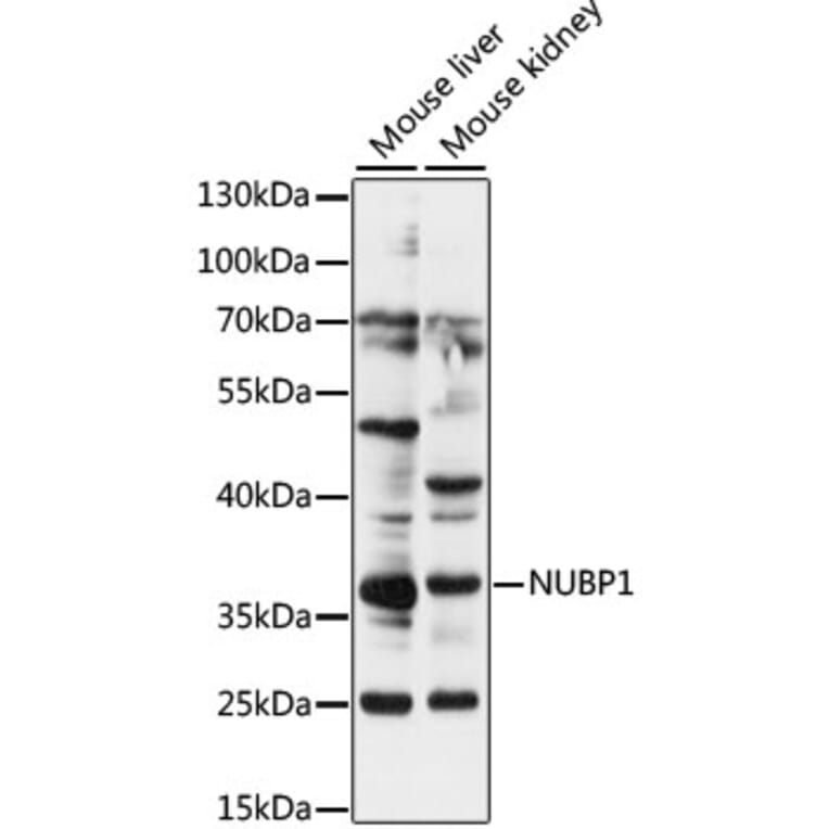 Western Blot - Anti-NUBP1 Antibody (A89349) - Antibodies.com