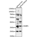 Western Blot - Anti-NUBP1 Antibody (A89349) - Antibodies.com